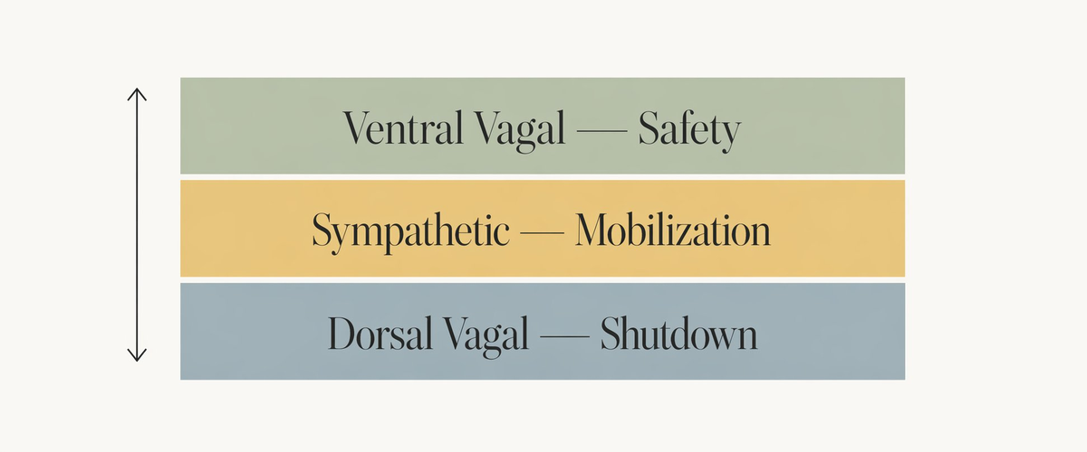 Diagram of the polyvagal hierarchy of nervous system states
