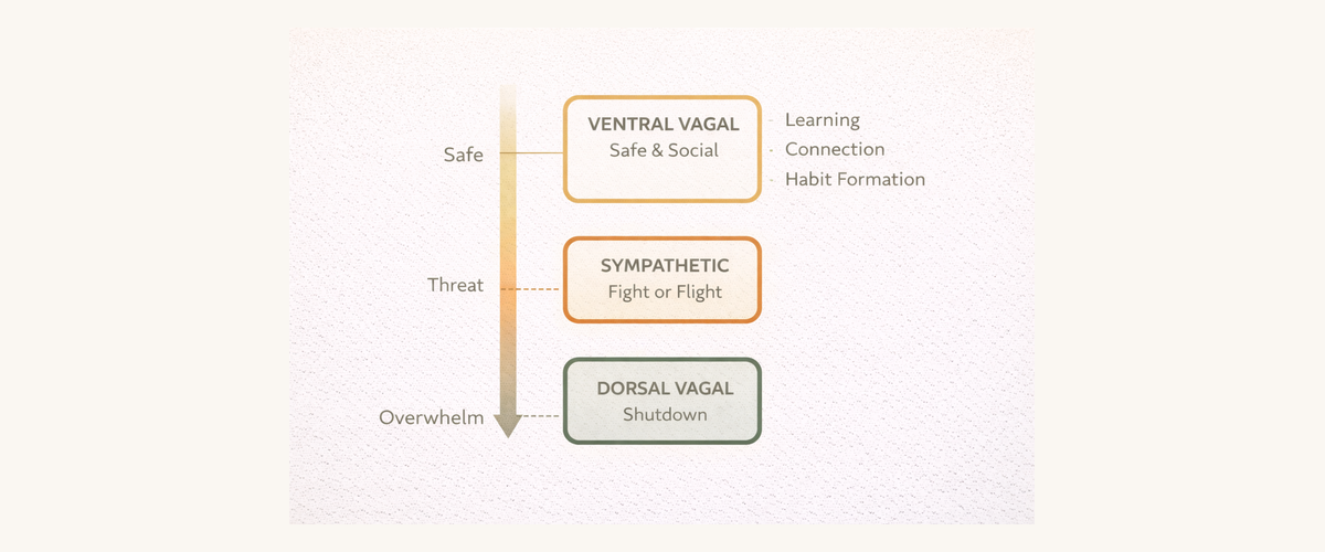 The autonomic hierarchy diagram showing three nervous system states: ventral vagal (safe and social), sympathetic (fight or flight), and dorsal vagal (shutdown)
