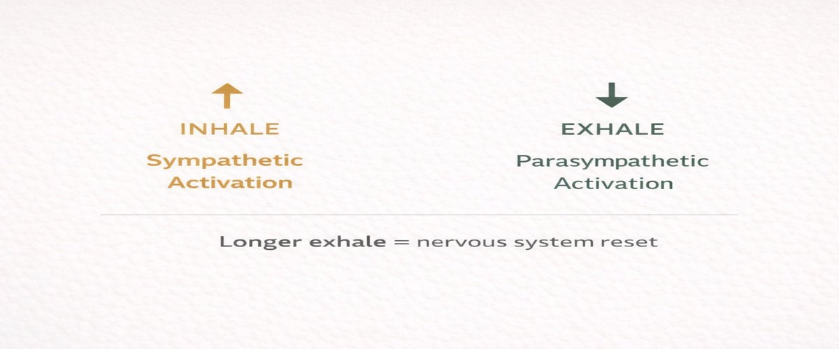 Inhale versus exhale comparison — inhale activates sympathetic nervous system, exhale activates parasympathetic nervous system, with key insight: longer exhale equals nervous system reset