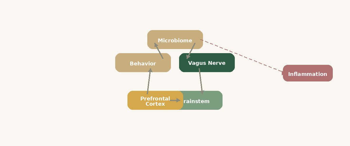 Circular loop diagram showing the gut-brain axis: Microbiome to Vagus Nerve to Brainstem to Prefrontal Cortex to Behavior and back, with Inflammation shown as a disruptive branch